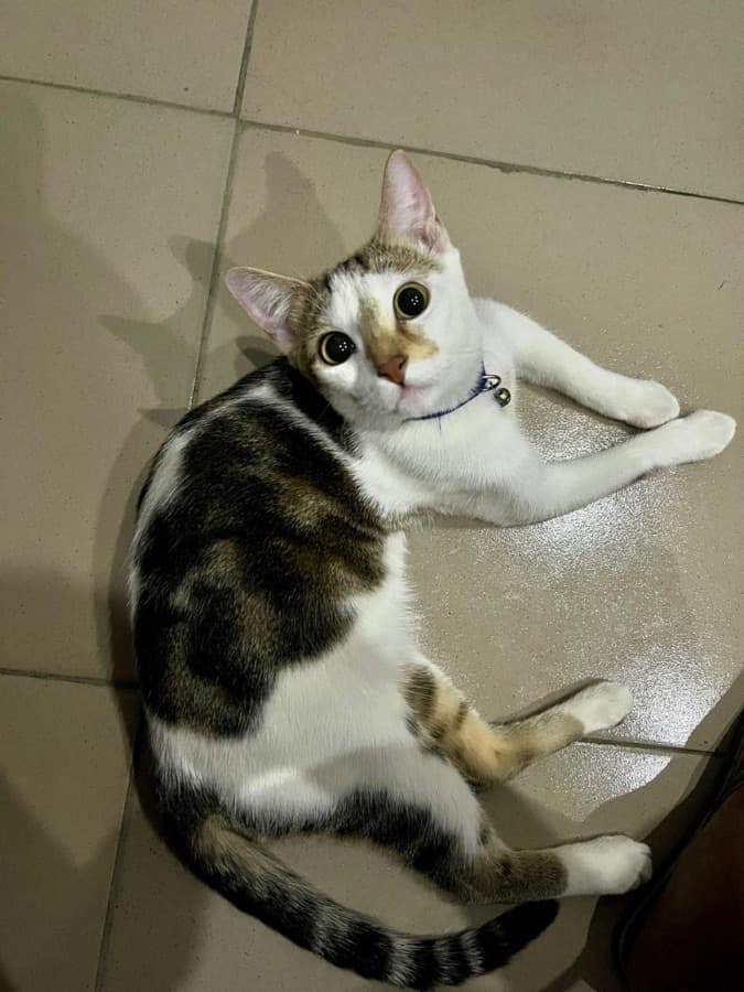 Oreo, a white cat with brown tabby patches and a blue collar, looking up at the camera